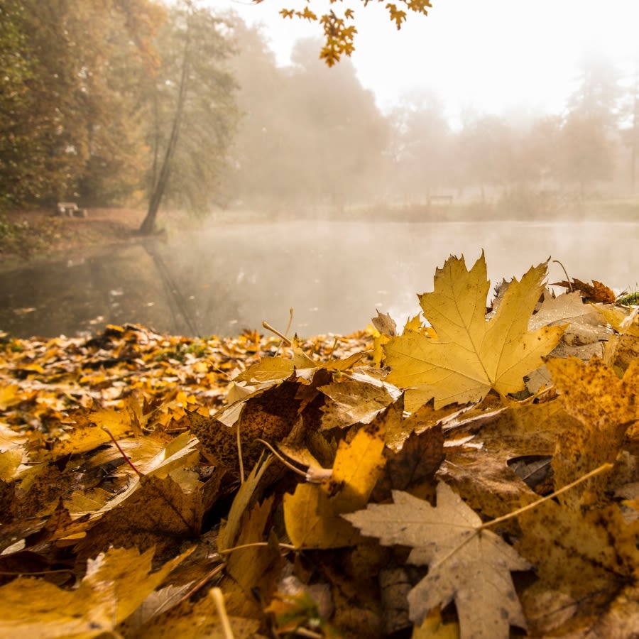 fallen leaves in front of lake in forest